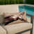 Beige Peterbald n'est pas disponible