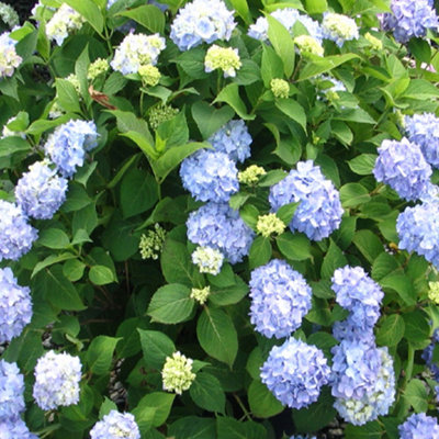 OnlinePlantCenter Live Shrub Plant in Nursery Pot
