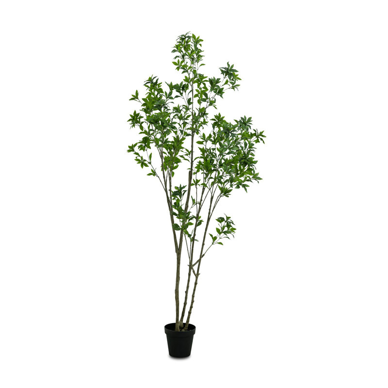 Rona Tree-Rona Tree-8'