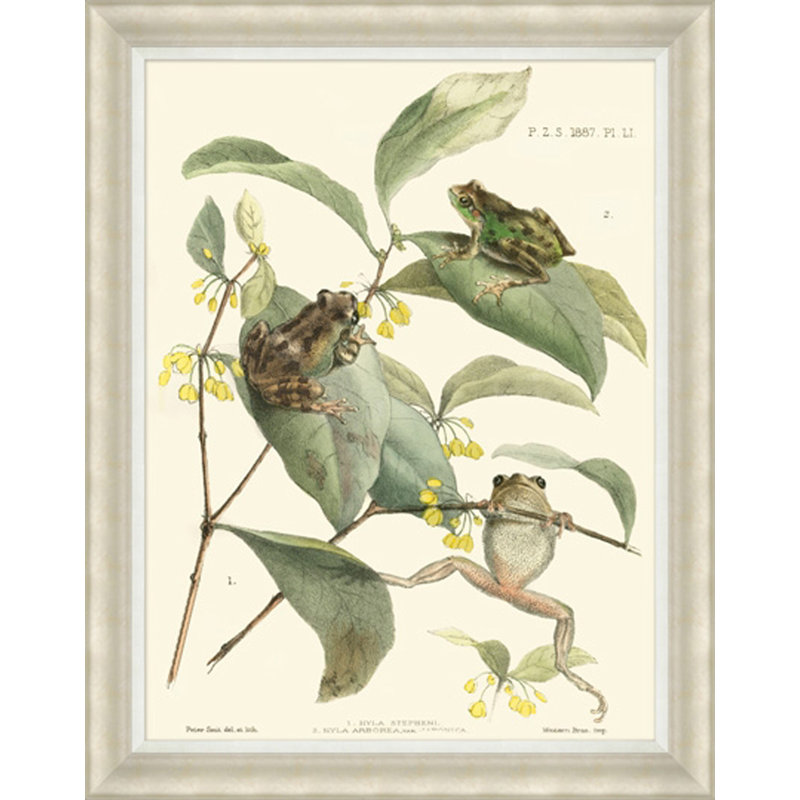 Tree Frogs - Cadre photo, impression sur papier