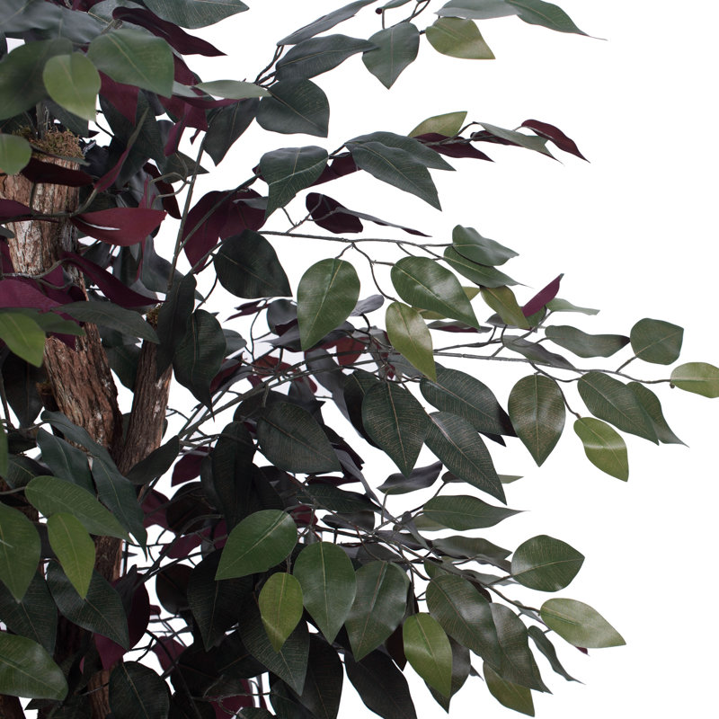 Arbre Pensershill Bush Capensia en pot
