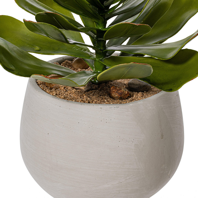 14.5 Plante