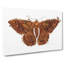 Sable Moth by George Shaw - Wrapped Canvas Print-55323322