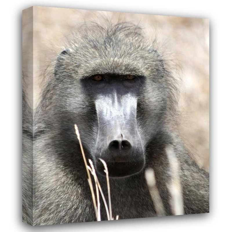 «Latitude Run® Underdahl», art sur toile tendue par Dana Gallery: Baboon Portrait I
