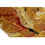 Wool Floral Area Rug