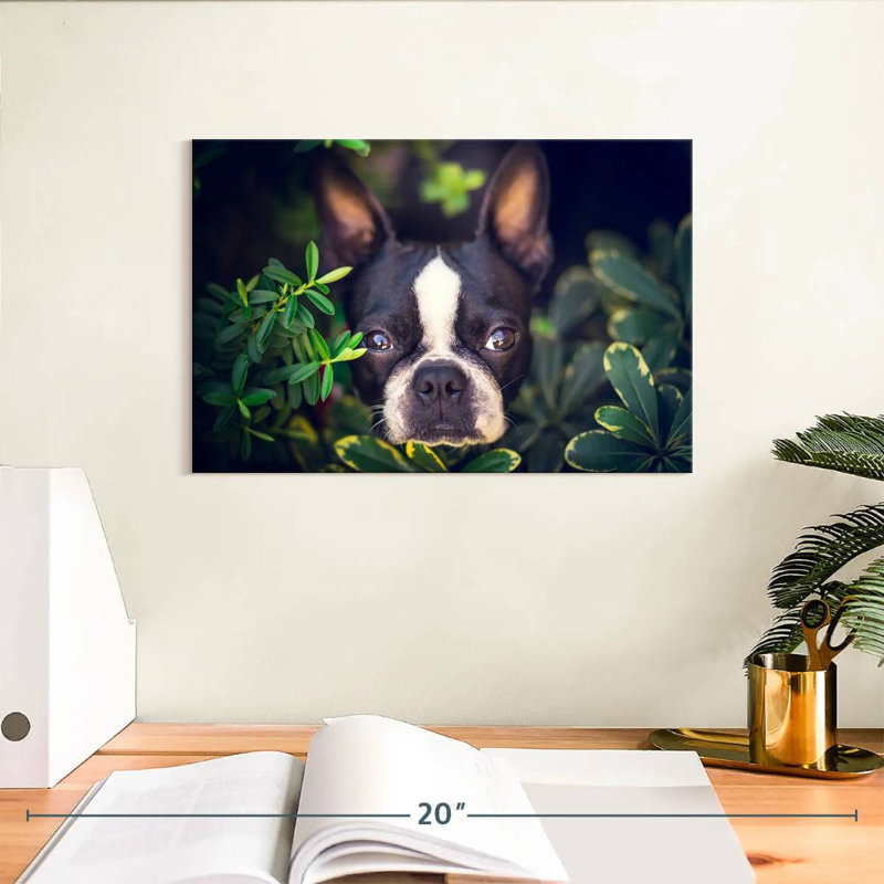 Brampt Boston Terrier Hiding, 8" H x 12" W