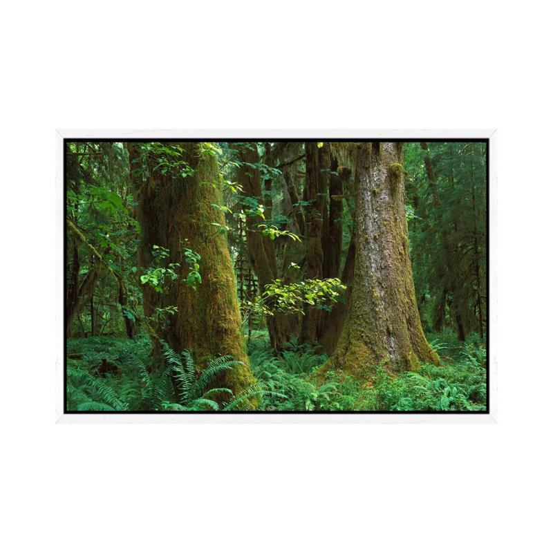Moss-Covered Trees And Dense Undergrowth In The Hoh Temperate Rainforest, Olympic National Park by Tim Fitzharris - Gallery-Wrapped Canvas Giclée on Canvas
