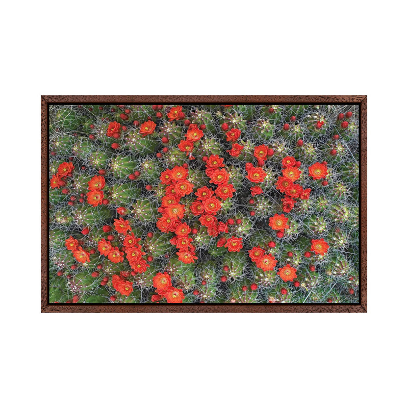 Claret Cup Cactus Detail Of Flowers In Bloom, North America I by Tim Fitzharris - Gallery-Wrapped Canvas Giclée on Canvas
