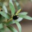 Olive artificielle H 84 po avec pot de fleurs blanc Ashwell
