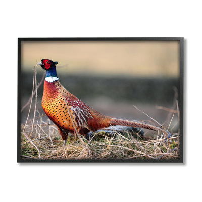 " Lone Pheasant Bird Grassy Forest Floor Wildlife " by James Dobson