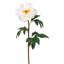 PEONY SINGLE SHORT STEM-1176094323