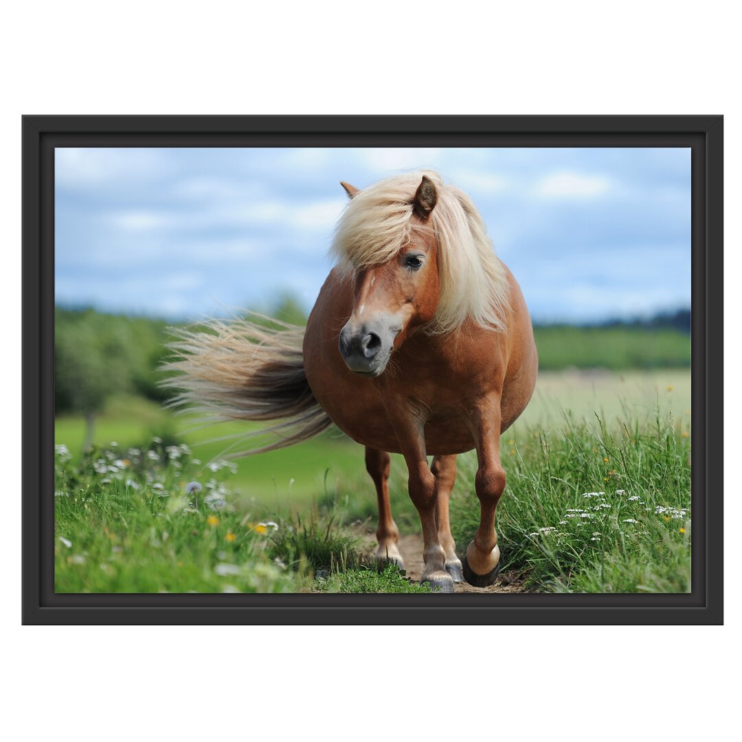 Gerahmtes Wandbild Shetlandpony auf der Wiese