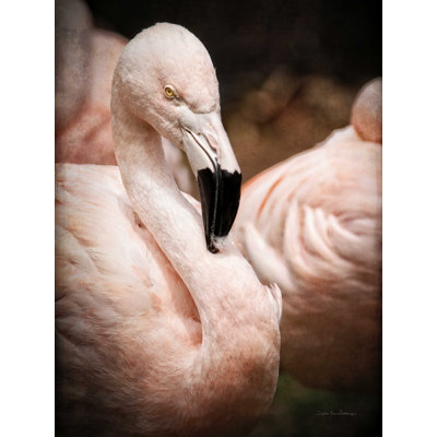 " Chilean Flamingo II " by Debra Van Swearingen