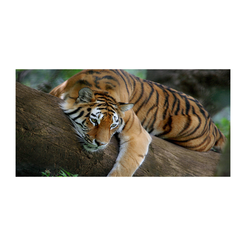 Tiger On The Tree - Wrapped Canvas Print