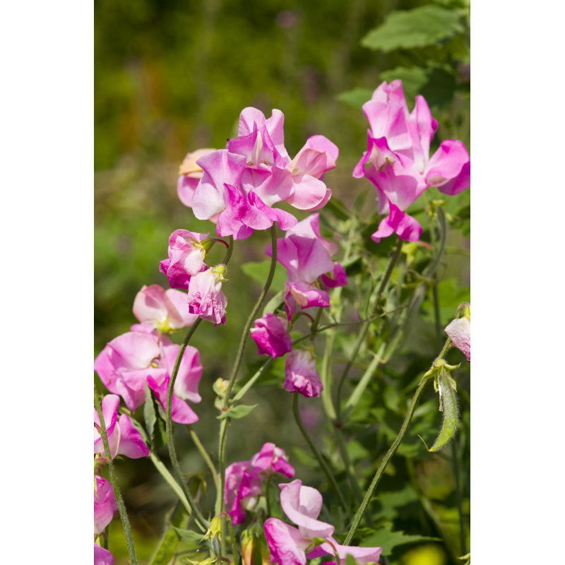 Fressia Sweet Pea (Lathyrus Odoratus) - Wrapped Canvas Print, 122cm H x 81cm W x 3.8cm D