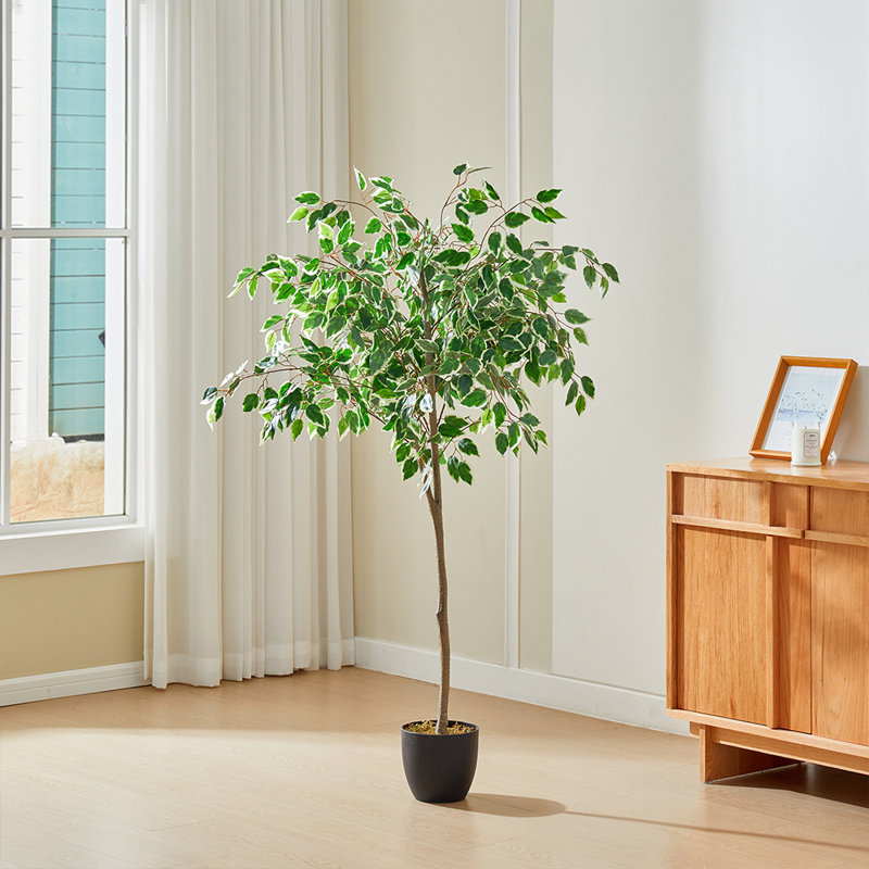 Artificial White-Edge Ficus in Premium Fabric
