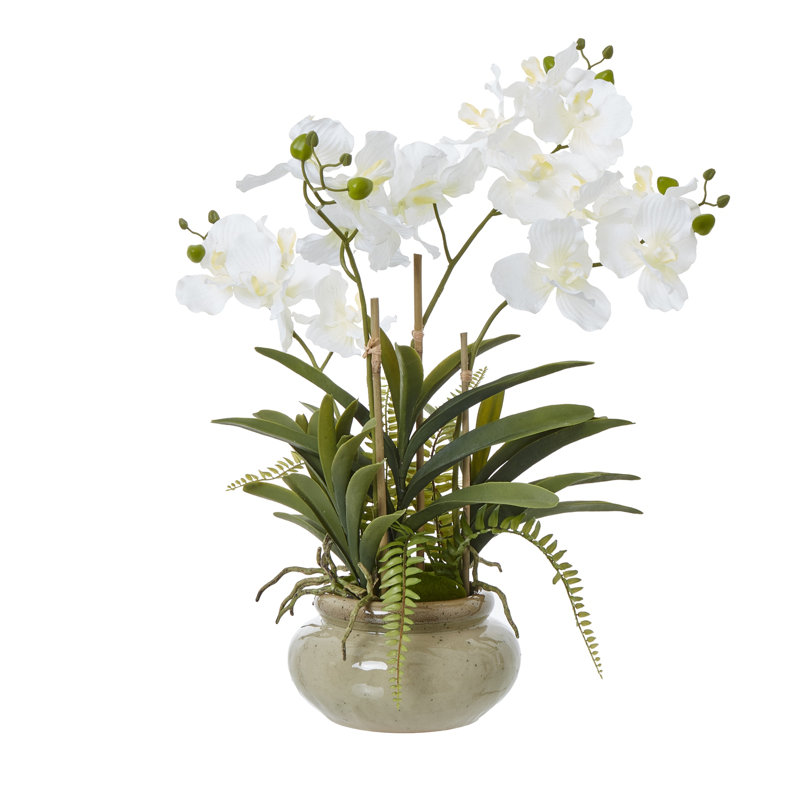 Arrangement in Pot