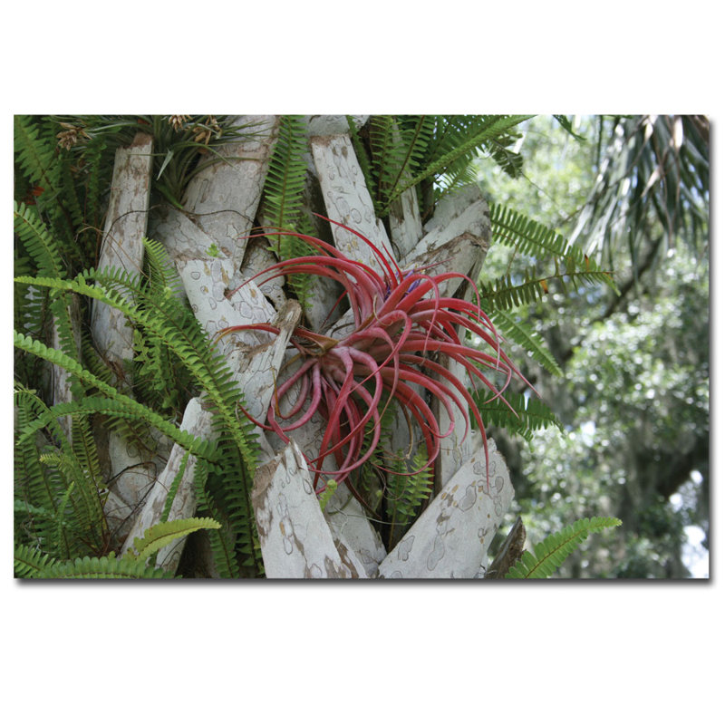 «Air Plant in Pink» par Patty Tuggle, reproduction de photo sur toile