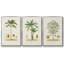 " Antique Tree With Fruit II " 3 - Pieces-97759680-97759681