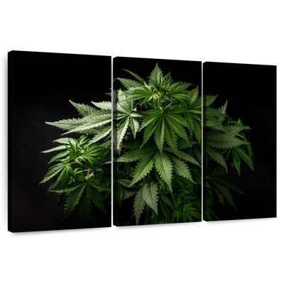 Plante de marihuana