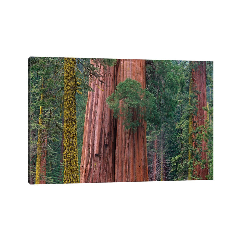 Giant Sequoia Trees, California by Tim Fitzharris - Wrapped Canvas Print, 101.6 cm H x 66.04 cm W x 1.91 cm D