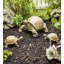 Tortoise Family Resin Garden Accents Statue