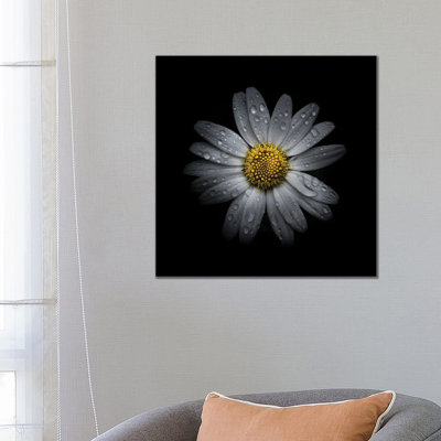 White Daisy III by Brian Carson - Wrapped Canvas Print