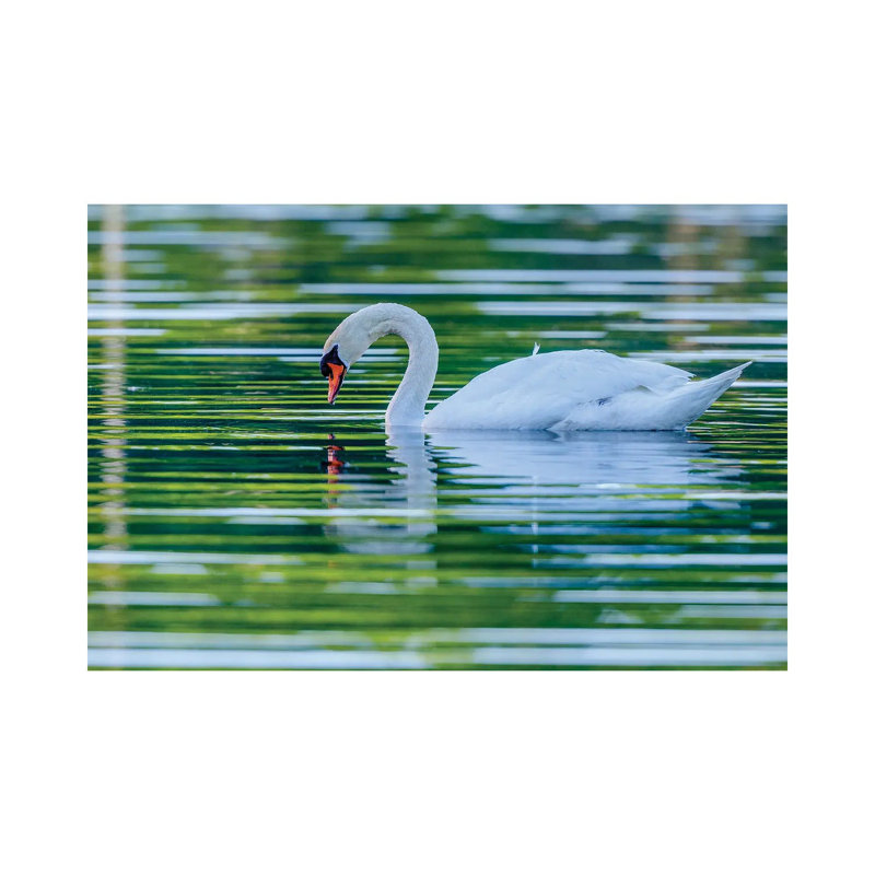 Morning Reflection by David Gardiner - Wrapped Canvas Print, 45.72cm H x 66.04cm W