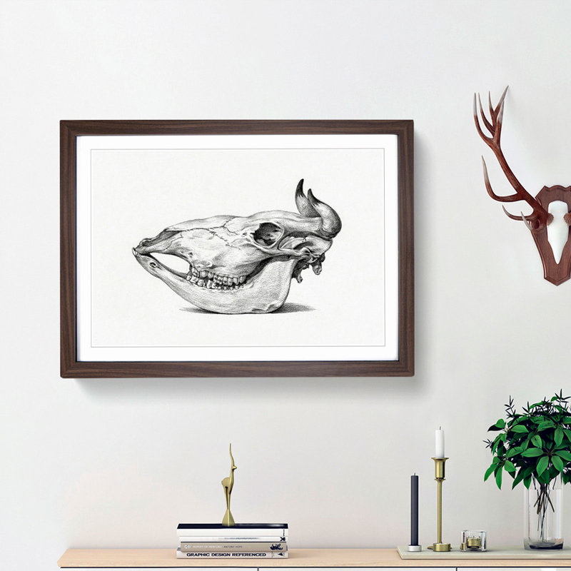 Skull of a Cow by Jean Bernard - Picture Frame Drawing Print, 27cm H x 36cm W x 2cm D, Walnut Framed