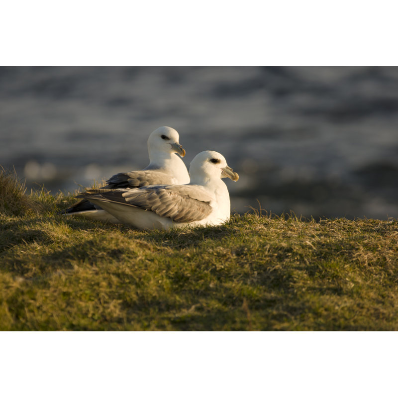 Fulmars in Shetland par Moorefam, H 8 po x l 12 po