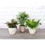 3 Piece Pet Safe Houseplant Set