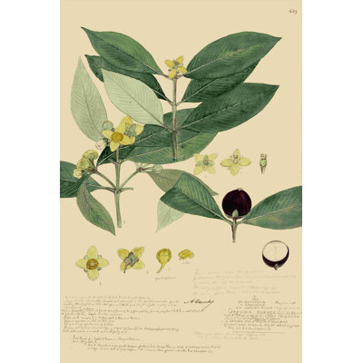 Descubes feuillage et fruits II