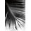 " Palm Frond II " by Debra Van Swearingen