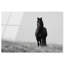 Lone Stallion I Print-209412657-209412671