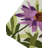  Violet Daisy Garden