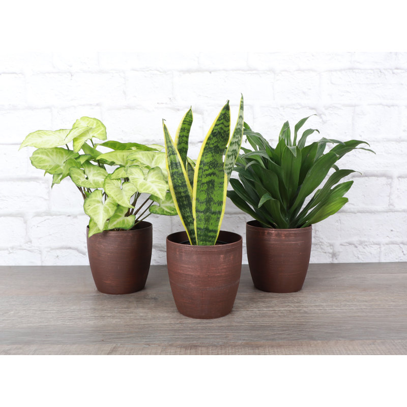 Live Low Light Houseplant Set
