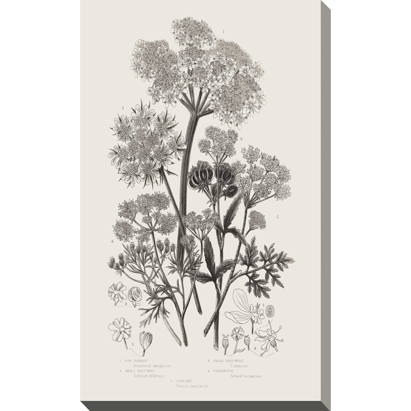 Plantes à fleurs VI neutre - Peinture, L 24 po x H 40 po, Toile tendue