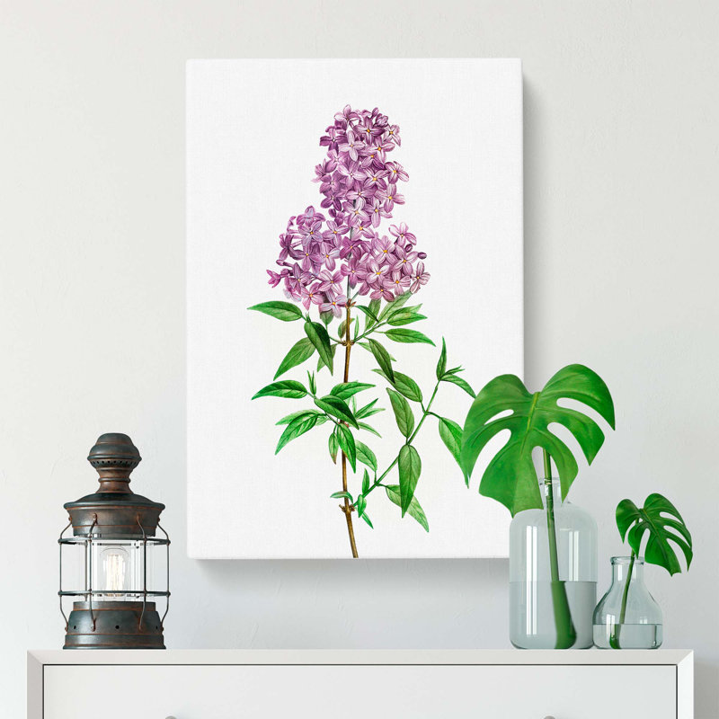 Persian Lilac Flowers by Pierre-Joseph Redoute - Wrapped Canvas Print, 76cm H x 50cm W x 3cm D