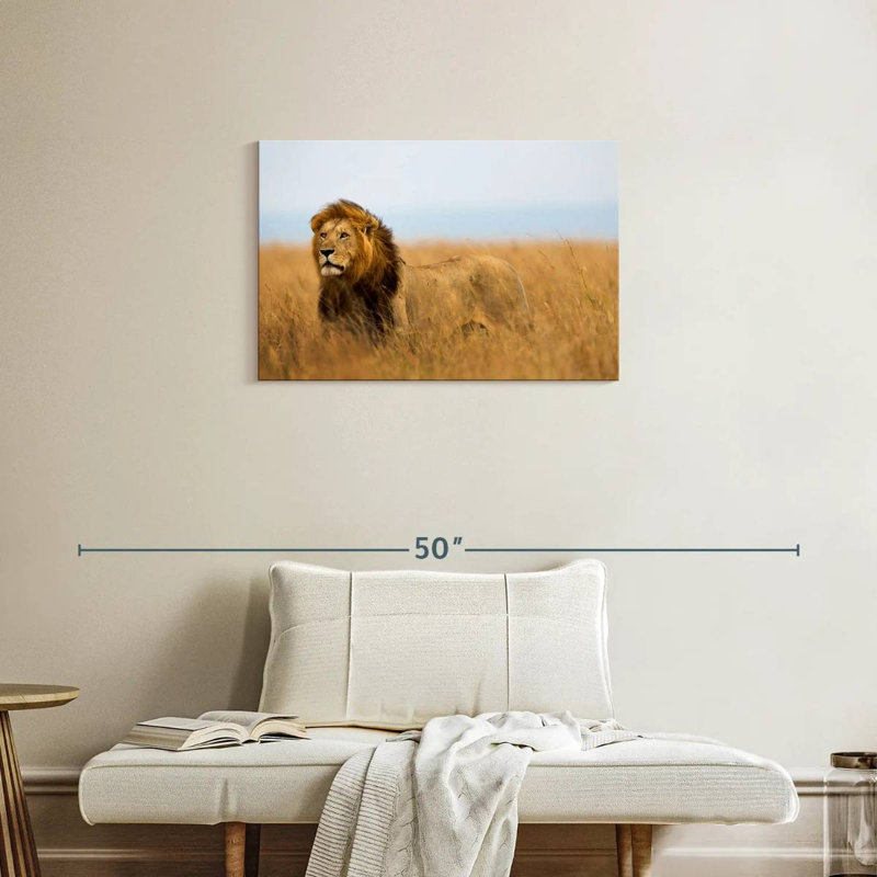 Lion chassant en safari, H 20 po x l 30 po