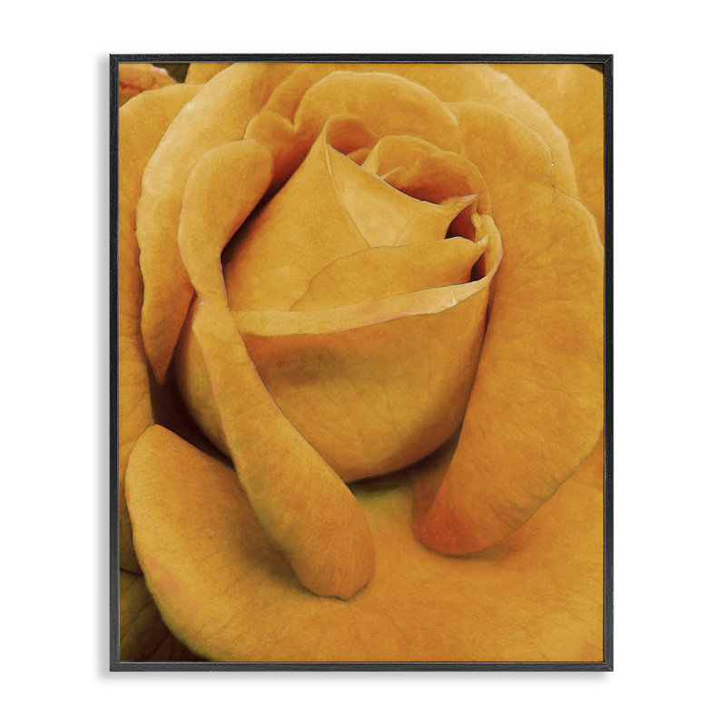 Art de la rose jaune par Alonzo Saunders bg-079, H 20 po x l 16 po, Giclée encadrée noir minuit