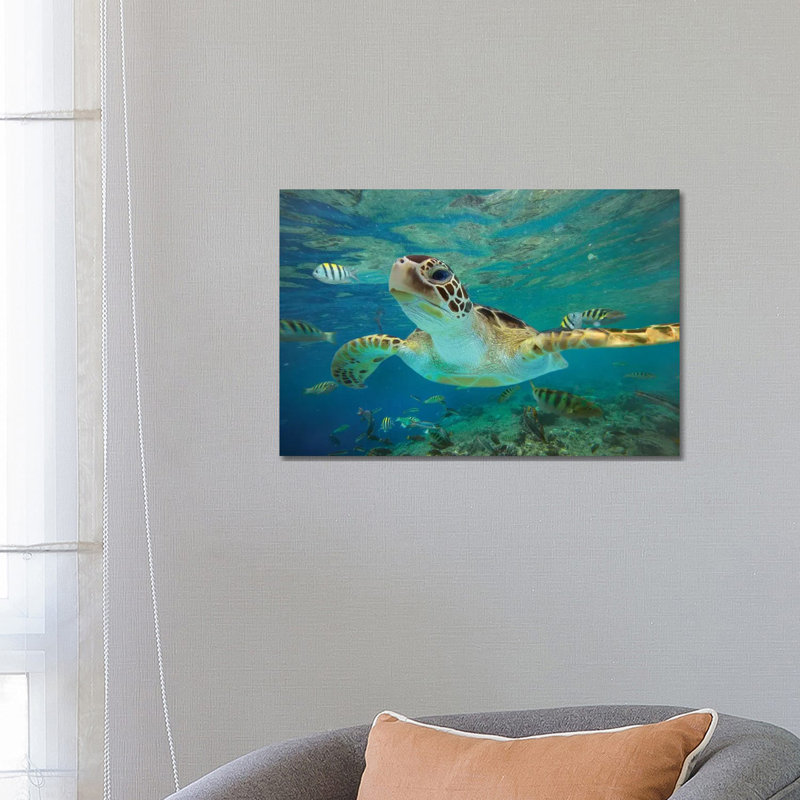 Green Sea Turtle, Balicasag Island, Philippines Ii 1 Piece Wrapped Canvas Wall Art, 66.04 cm H x 45.72 cm W x 1.91 cm D