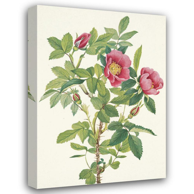 «Rose bourgogne» par Mary Vaux Walcott - Art mural sur toile tendue avec châssis, H 24 po x l 17 po