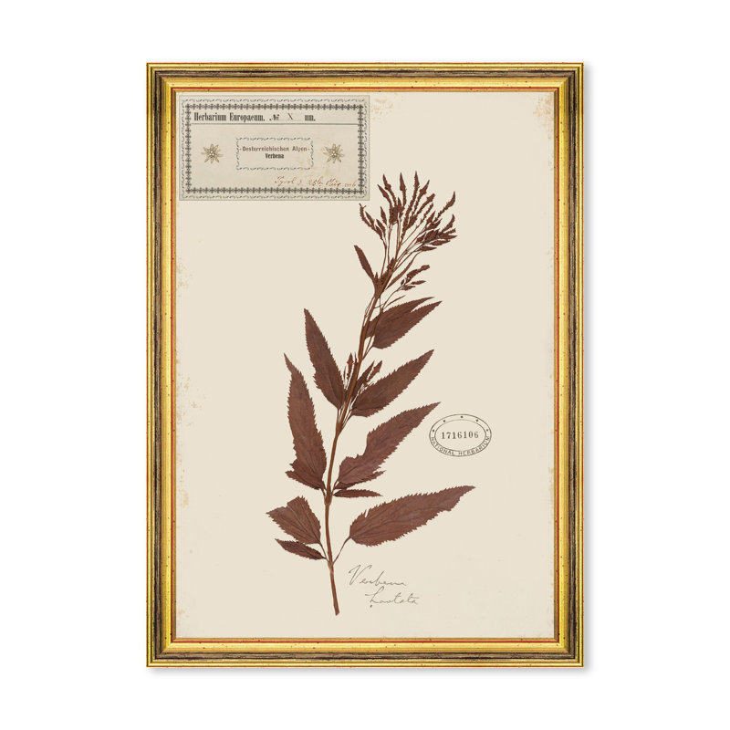 HERBARIUM ALPINIUM X