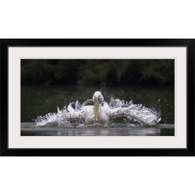 «Straub» Splashing Pelican par C.S. Tjandra, reproduction de photo