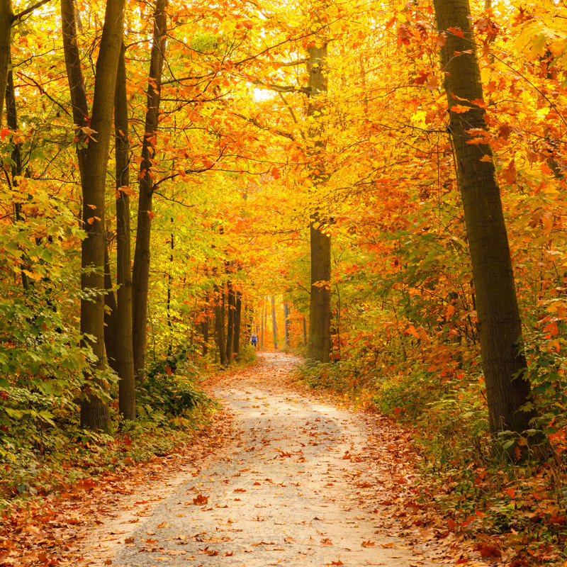 Forêt d'automne - Photographie sur toile tendue, H 12 po x l 12 po