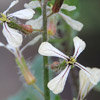 Arugula Flowers