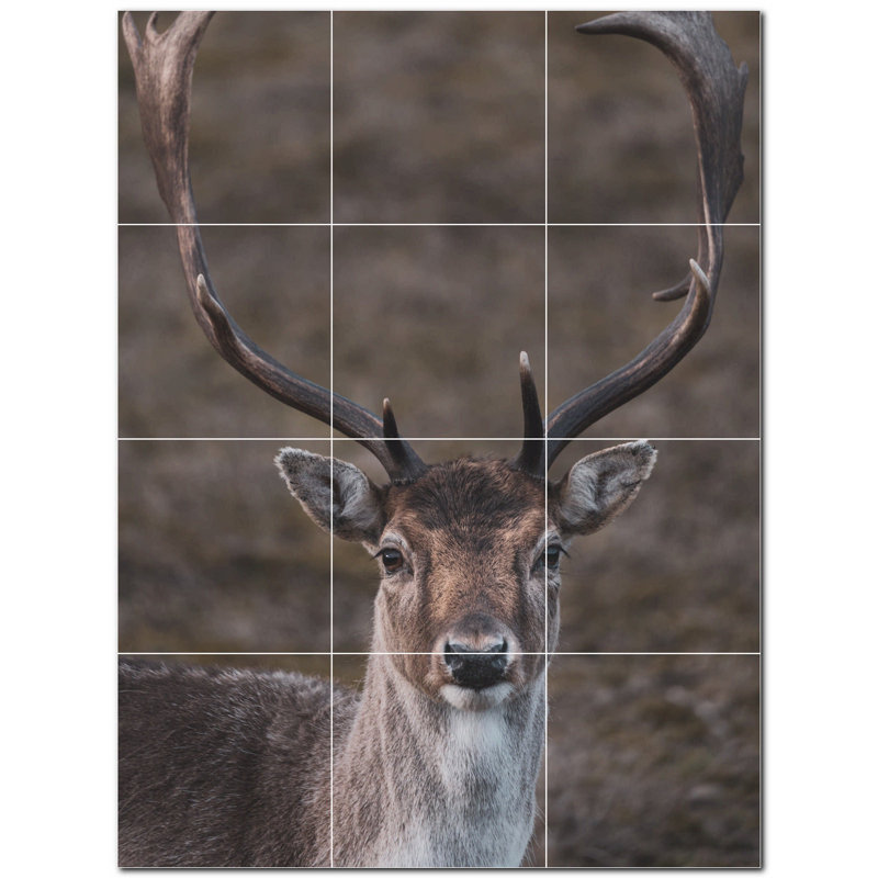 Cerf photo 8 x 8