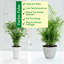 Live Parlor Palm Plant Set