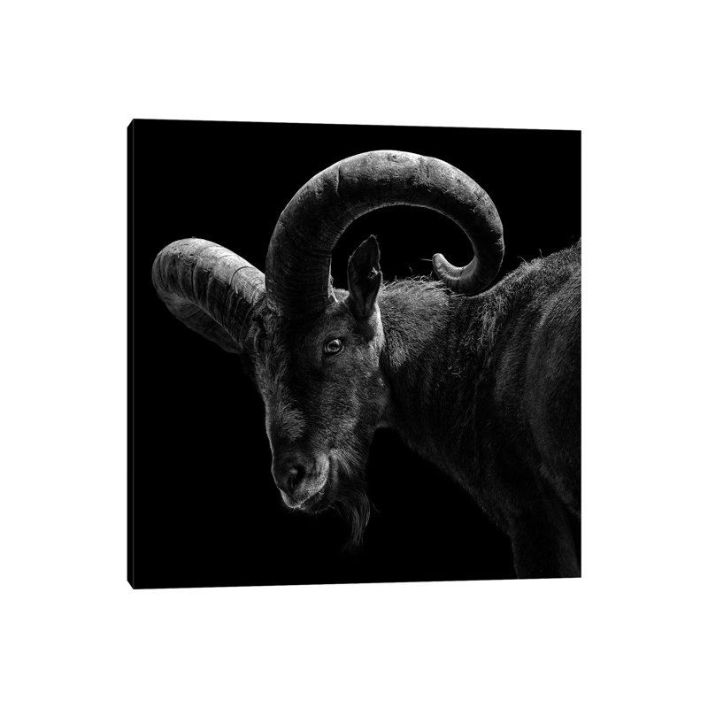 East Caucasian Tur In Black & White 1 Piece Wrapped Canvas Wall Art, 45.72 cm H x 45.72 cm W
