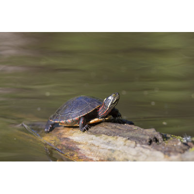 " Turtle In Spring " by Mirceax